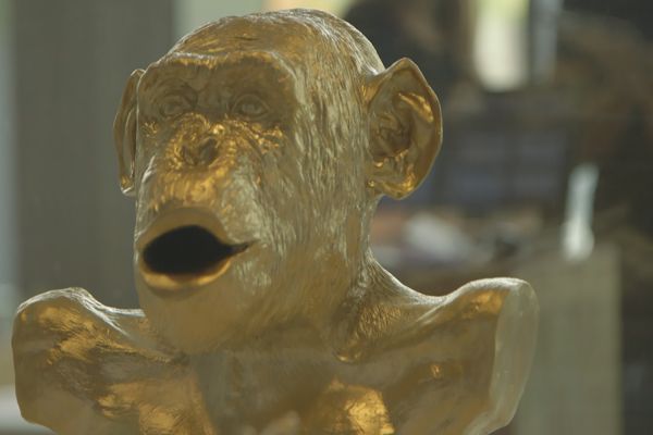 Lisa Roet: Golden Monkey