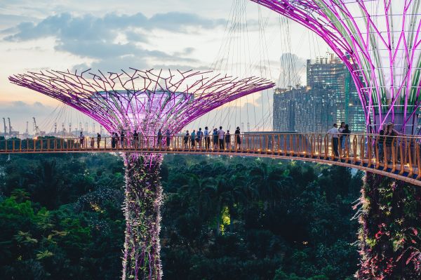 Singapore Super Tree Grove