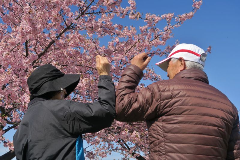 Elbow bumping under cherry blossom tree