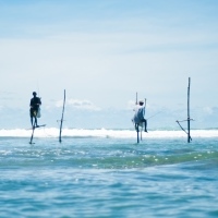 Stick_fishermen_of_Sri_Lanka