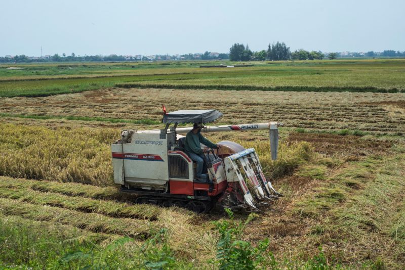 Rice farmer on the outskirts of Hoi An